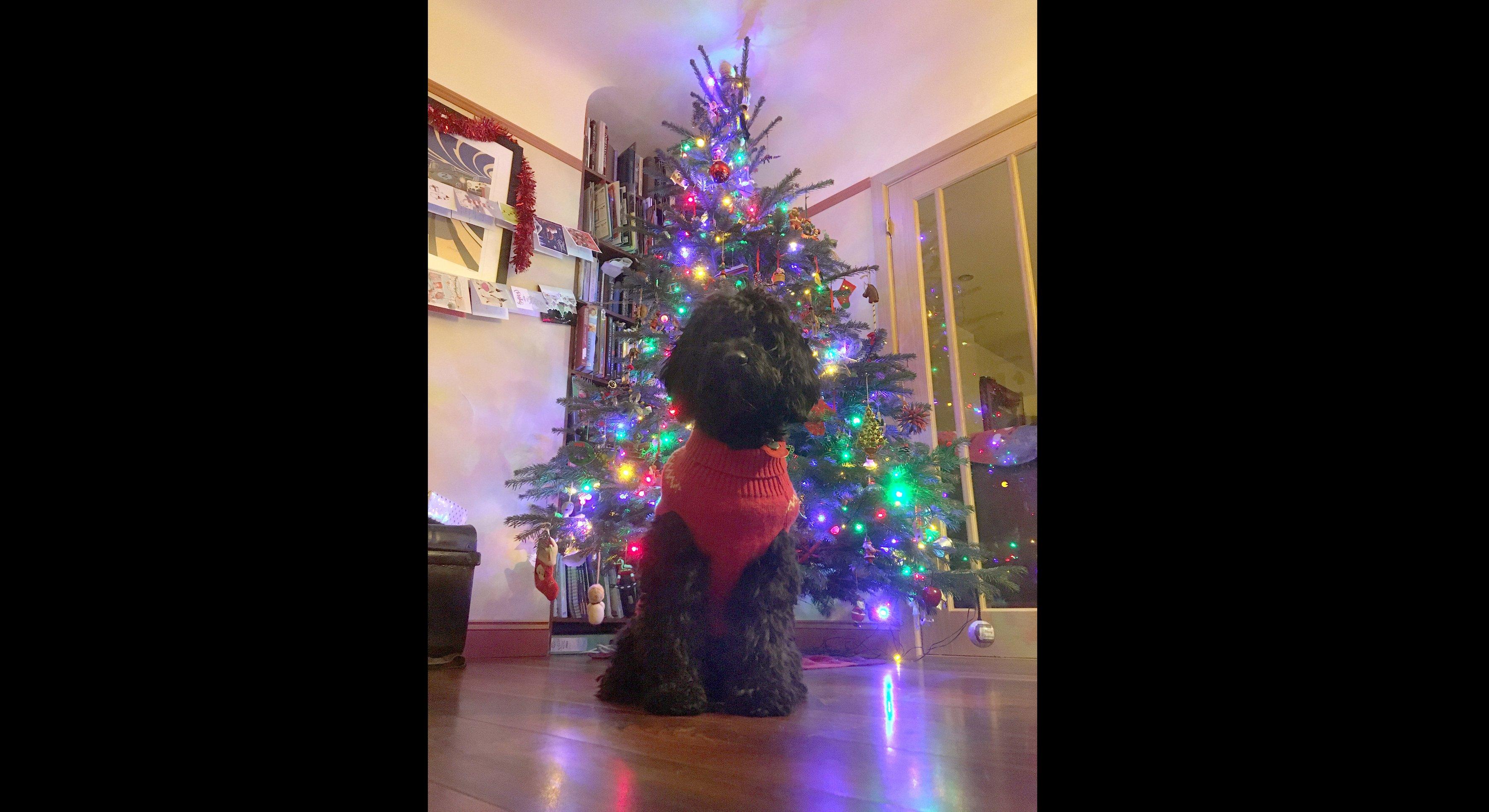 Here is Cockapoo puppy Loki. From Luke Brand