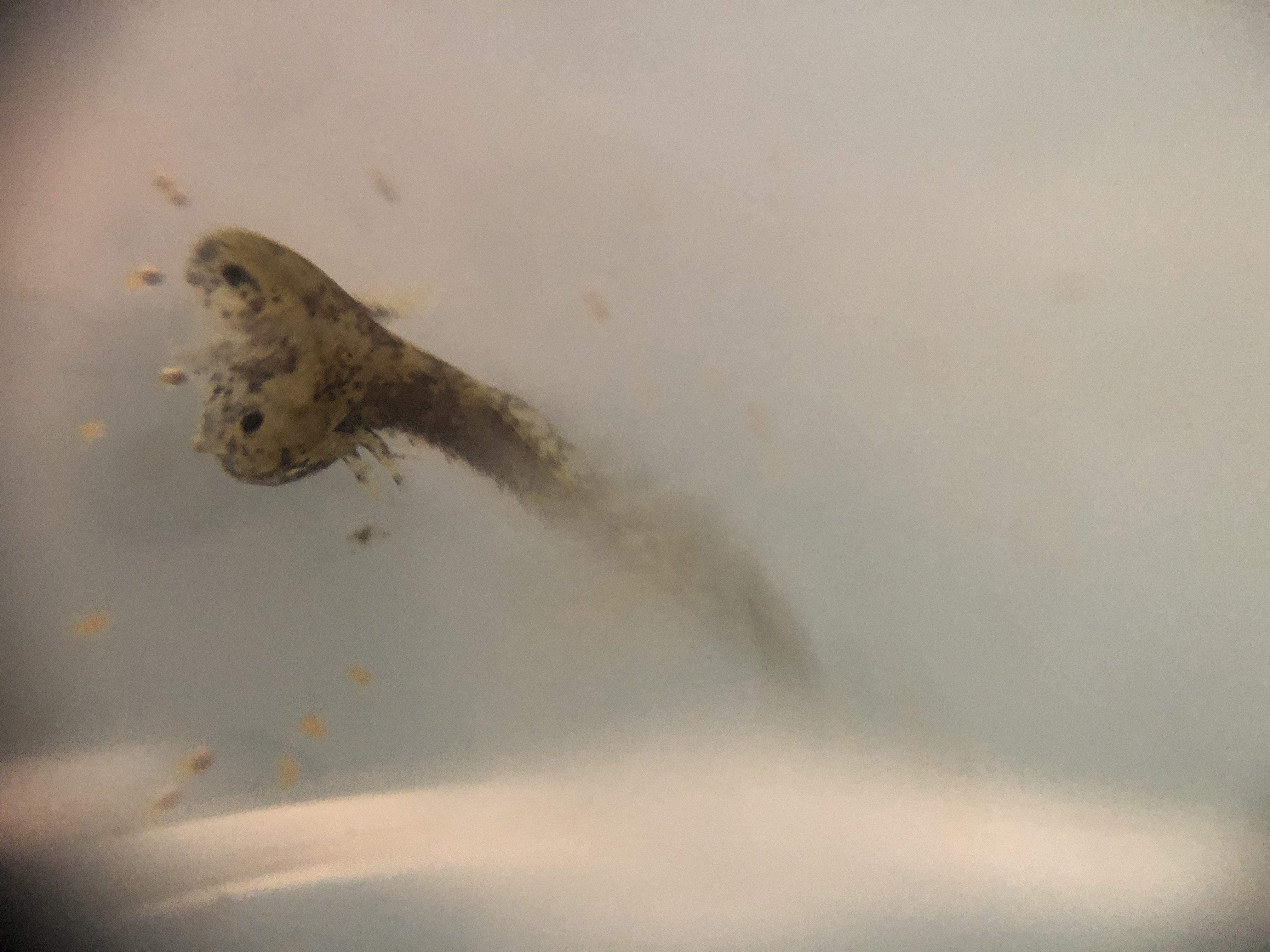 Waterlooville Mum Shocked After Pet Axolotls Give Birth To A Rare Baby With Two Heads The News