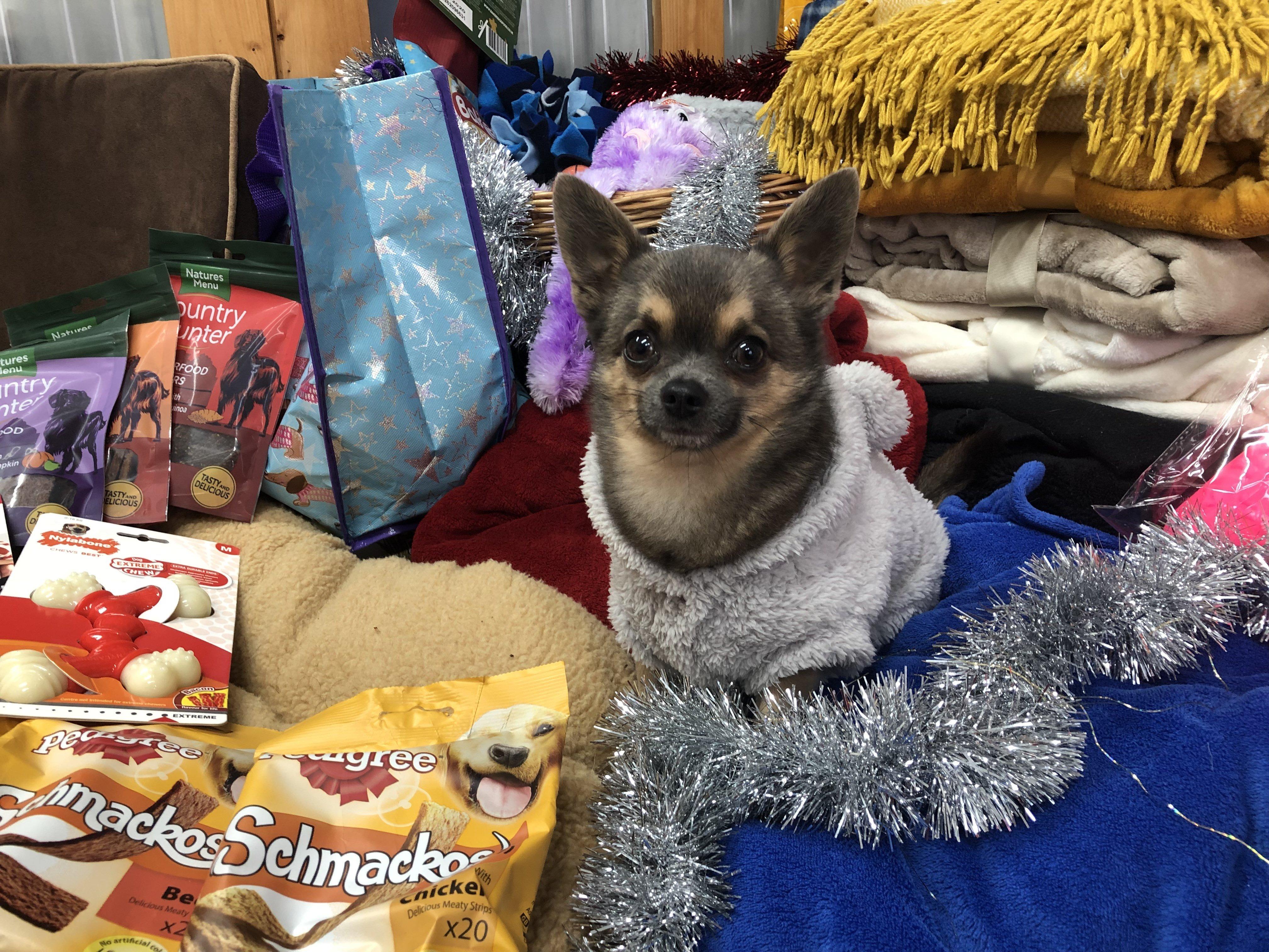 Pawswoof Doggy Daycare in Portsmouth is collecting donations for The Stubbington Ark RSPCA to give dogs without homes a great Christmas. Pictured: Director Ben Standen's chihuahua Bobby checks out some of the donations so far