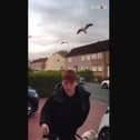 Boy attacked by aggressive seagulls