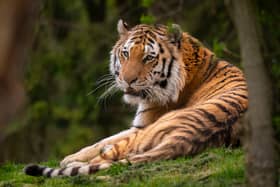 Bagai, an Amur tiger at Marwell Zoo has died. 