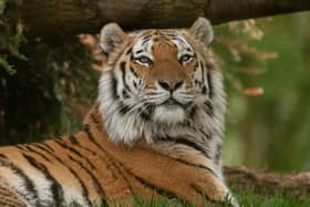 Bagai has been described as a 'lovable' and 'goofy' character who was loved by all. 
