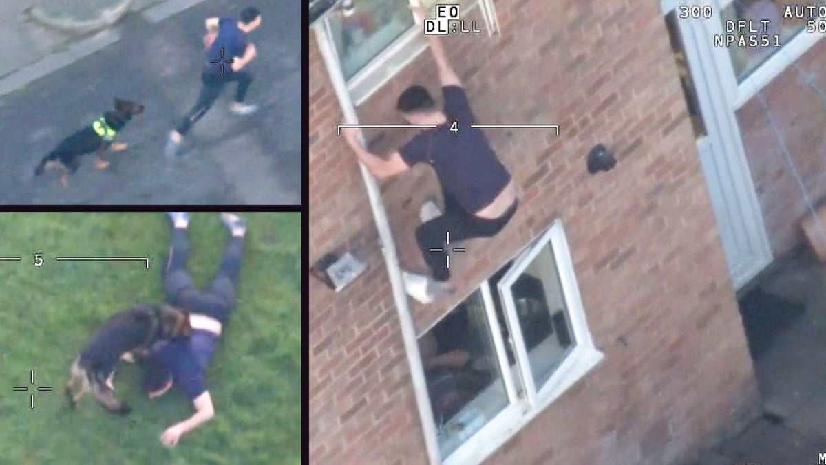 Watch the moment hero police dog captures fugitive who scaled drainpipe and tried to outrun pooch during chase