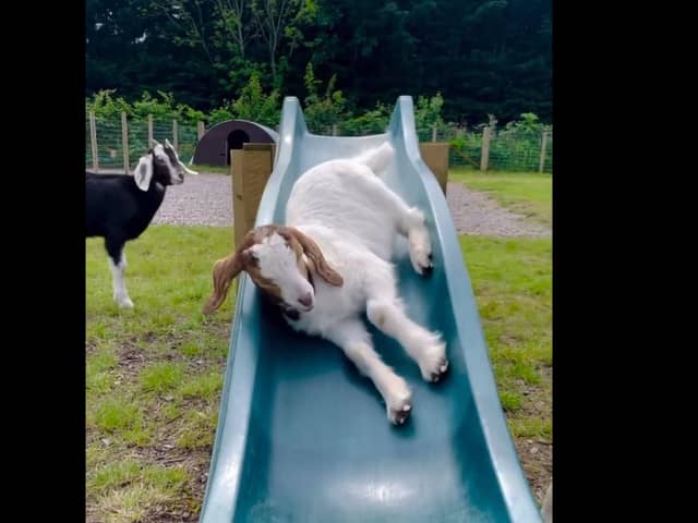 Goats play on a slide at Manorafon Farm Park