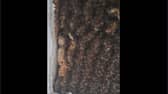 A colony of over 180,000 bees were found in a bedroom ceiling, and relocated by Beekeeper Andrew Card of the Loch Ness Honey Company.