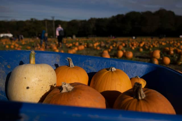 Pumpkins sit in a wheelbarrow at Tulleys farm in Crawley, England.