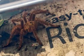 Despite being petrified of spiders, mum-of-two Sarah gave the curled up creature (pictured) a nudge and was left stunned when it began to move. She then bravely managed to scoop up the tarantula into a box and moved it into her kitchen.