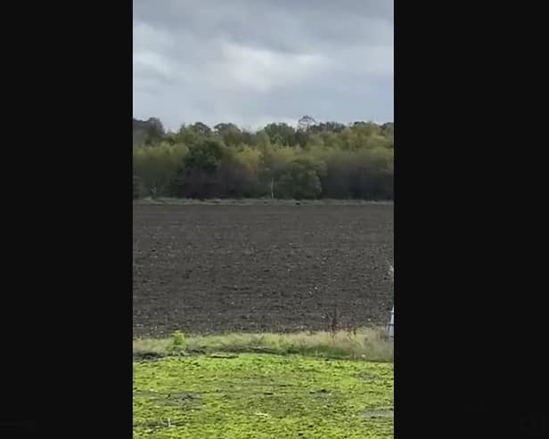 The jogger said the animal, which he described to be just below waist height, remained stationary as he tried to get its attention.