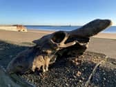 The auroch skull that Dannielle Keys found on Blyth Beach.  A walker has discovered an 'almost complete' skull of an ancestor to today's domesticated cows on the town's beach