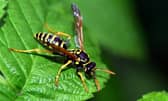 The Natural History Museum has released a list of new animal and plant species found in 2022