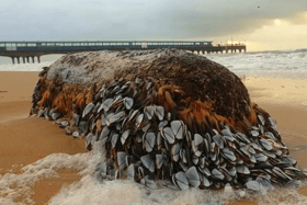 The goose barnacles washed up on a beach in Bournemouth. The sea creatures are a rare delicacy that sell for up to £80 a kilo. Photo by John Jennings on Instagram @horizonjphotography
