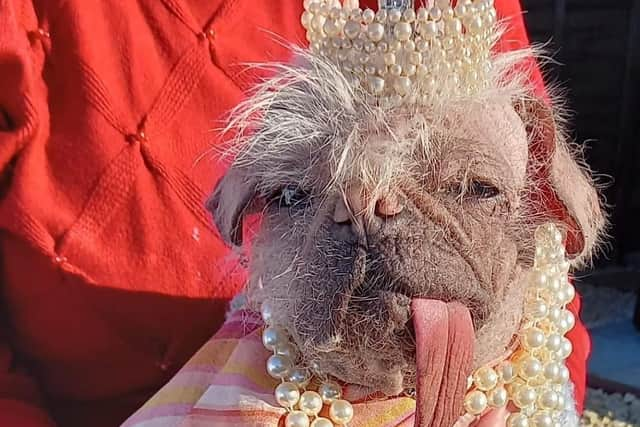 Peggy the pug, from East Yorkshire, has been named UK’s ugliest dog.