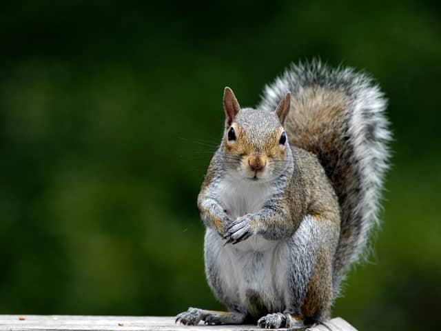 The grey squirrel 