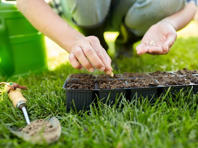 Help mum to grow her own flowerrs with seeds (photo: adobe)