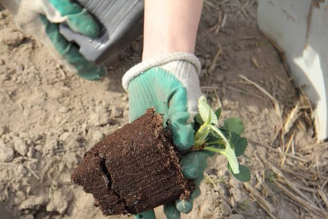 Getting plants ready for spring flourish (photo: adobe)