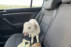 Lamb found in car next to £10,000 of heroin & cocaine and a bag of chips 