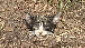 A severed cat's head found in a London children's playground could be the work of the infamous “UK Animal Killer” - five years after the police investigation was closed.