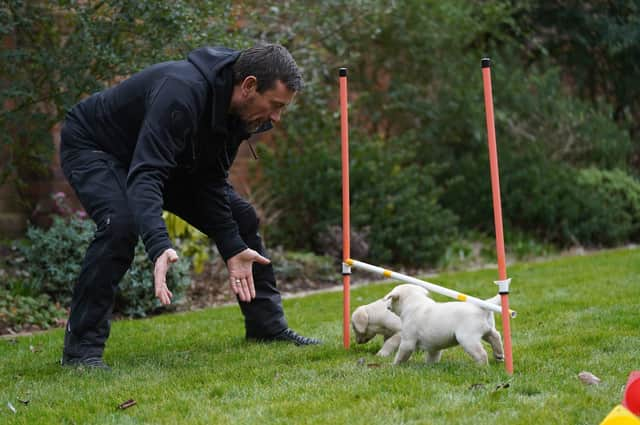 SAS guide dog puppy training