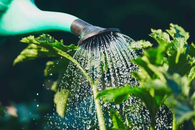 An obvious purcahse for a new gardener is a watering can (photo: Shutterstock)Biggest horticultural trends 2022