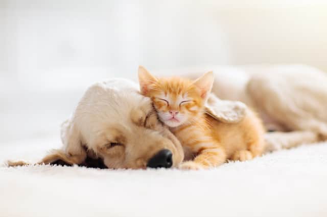 Bonfire Night and its fireworks displays can be a distressing and anxious time for the UK’s cats and dogs - here’s how to keep them calm (image: Shutterstock)