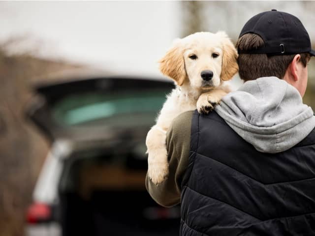 The tougher law should also make it harder for thieves to steal and sell pets (Photo: Shutterstock)