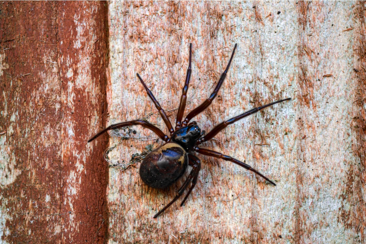 Warning false widow spider bites could lead to hospitalisation as ...