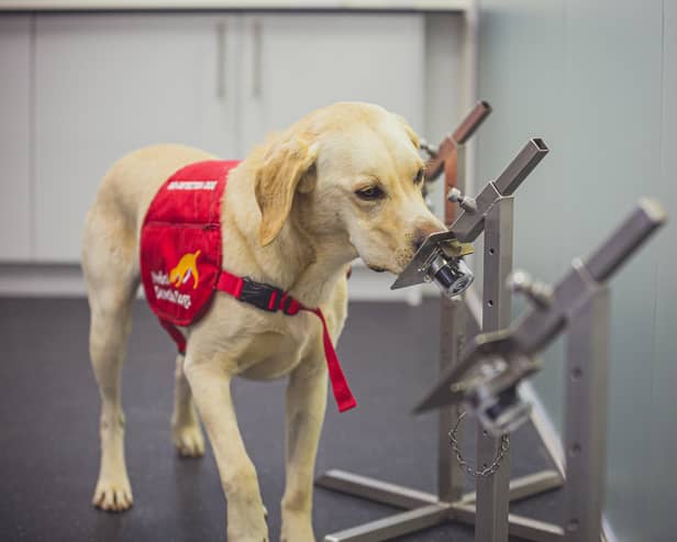 The dogs were able to sniff out Covid-19 with up to 94 per cent accuracy (Photo: PA)
