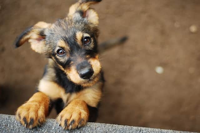 Dog theft has increased by almost a fifth during lockdown (Photo: Shutterstock)