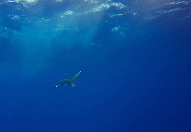 A tourist has died after being mauled by a shark in Egypt