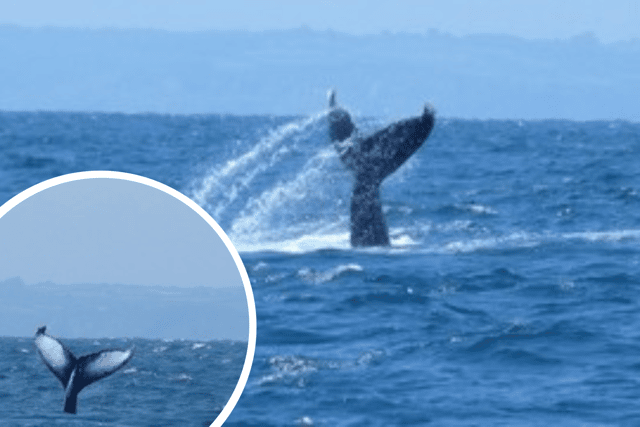 A rare humpback whale has been spotted off the Cornish coast