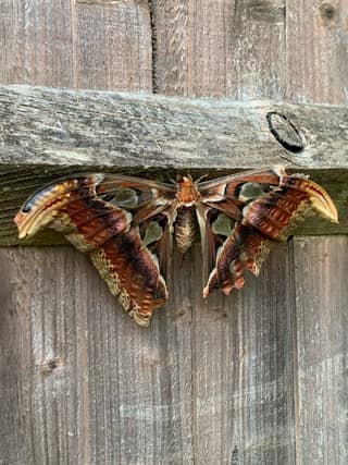 Moth in Sharron Long’s garden.