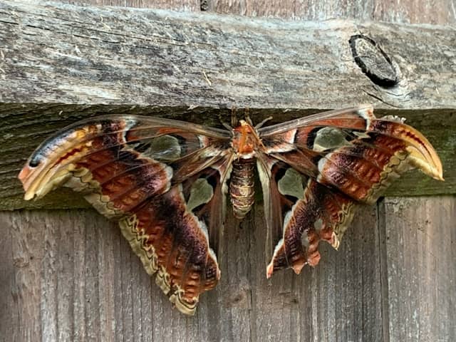Moth in Sharron Long’s garden.