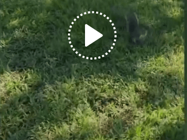 Watch as group of animals surround woman in a real life Snow White moment