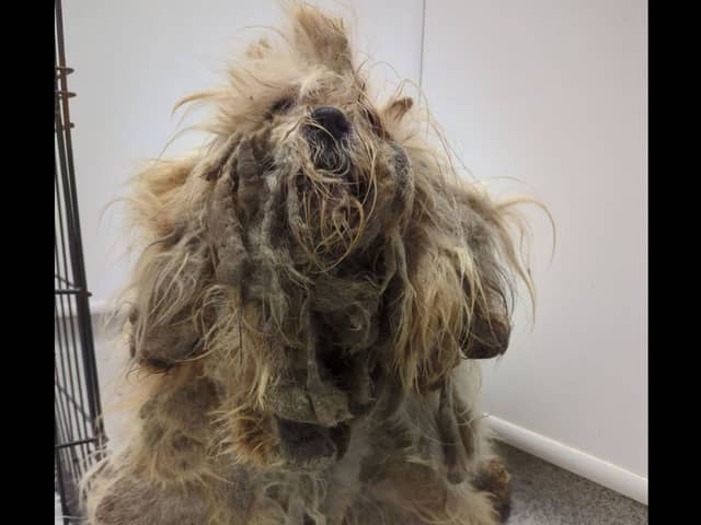 Pepper was found ‘extremely matted'