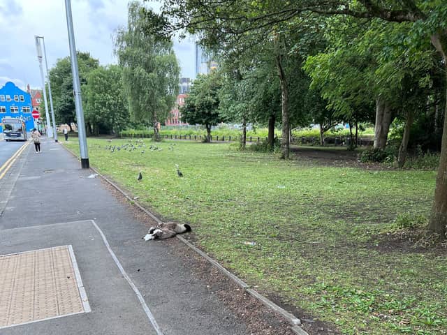 The RSPCA has appealed for dashcam footage after a van reportedly ploughed into a flock of geese