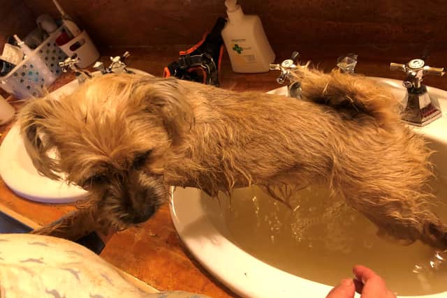 The family’s dog Tottie kept running through the sewage