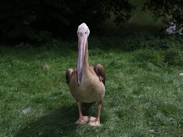 An Eastern white pelican chick