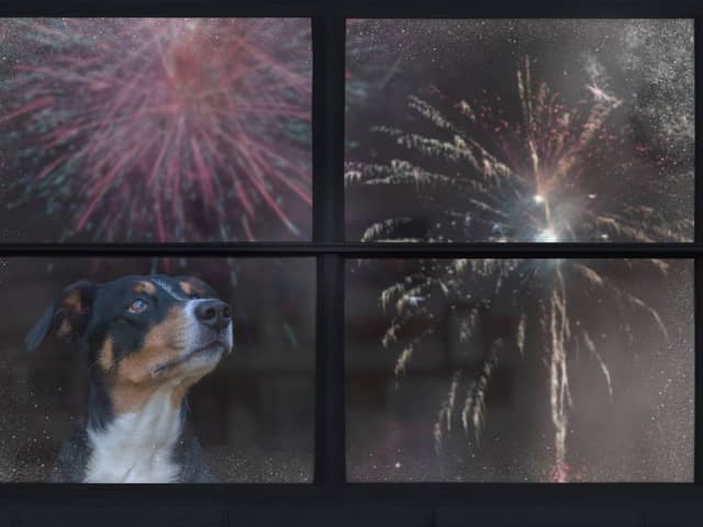 Some dogs don't mind the noise of fireworks - but for others it can be a traumatic experience.