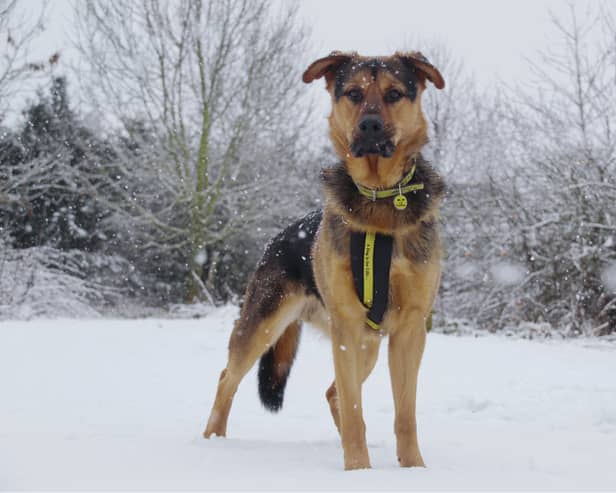 Dog Trust Leeds' have issued important advice on keeping dogs safe this winter.