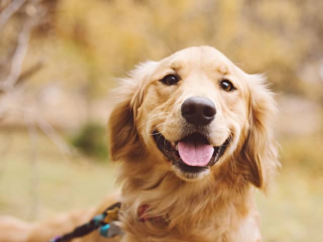Portsmouth amongst top dog friendly places in UK 