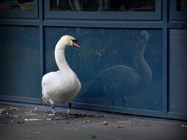 A swan has started hanging around at Telford Park School, after its mate died. It appears to find comfort in looking at its reflection in the glass panels on the school building