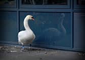 A swan has started hanging around at Telford Park School, after its mate died. It appears to find comfort in looking at its reflection in the glass panels on the school building