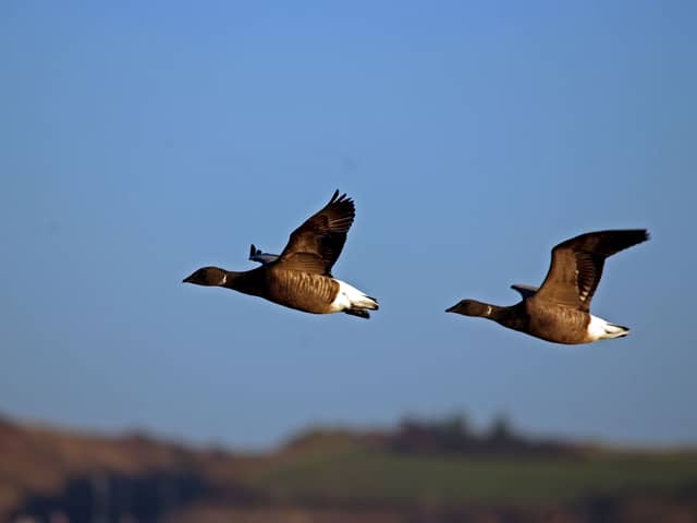 Brent Geese travel to Farlington Marshes Nature Reserve during the winter but the Southern Water sewage discharge into the harbour is hurting their environment says Hampshire & Isle of Wight Wildlife Trust.