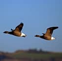 Brent Geese travel to Farlington Marshes Nature Reserve during the winter but the Southern Water sewage discharge into the harbour is hurting their environment says Hampshire & Isle of Wight Wildlife Trust.