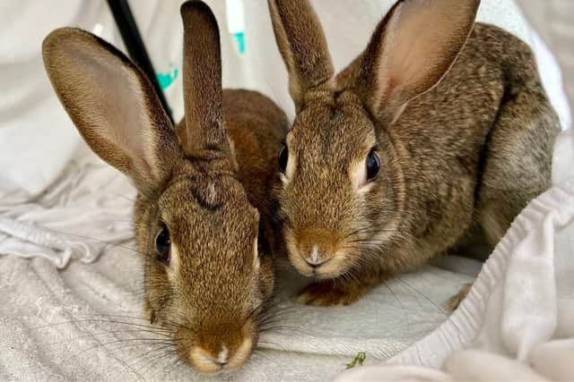 Galaxy, Wispa and Smarties are searching for their forever home after being rescued by the RSPCA. 