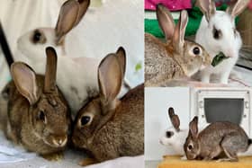 Galaxy, Wispa and Smarties are searching for their forever home after being rescued by the RSPCA. 