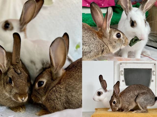 Galaxy, Wispa and Smarties are searching for their forever home after being rescued by the RSPCA. 