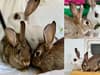 RSPCA Stubbington Ark: Three beautiful bunnies searching for 'patient' and 'loving' home