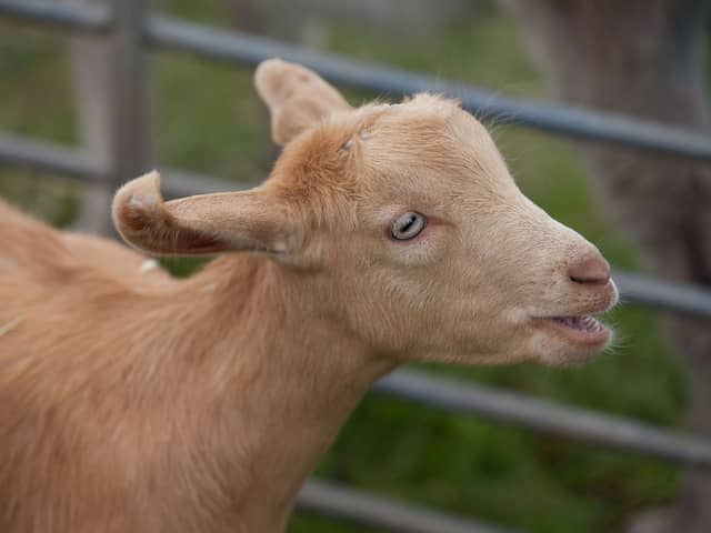 Come and meet Gregory the goat and his friends at a mobile petting farm at Fort Nelson this February half term. 