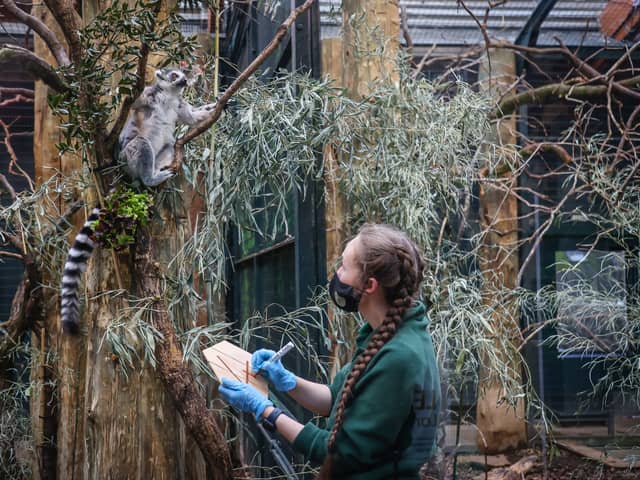 Undated handout photo issued by Marwell Zoo near Winchester, Hampshire, of Eleanor Done counting lemurs, during the zoo's annual animal audit.Issue date: Thursday February 1, 2024. PA Photo. SPhoto credit should read: Paul Collins/PA Wire 